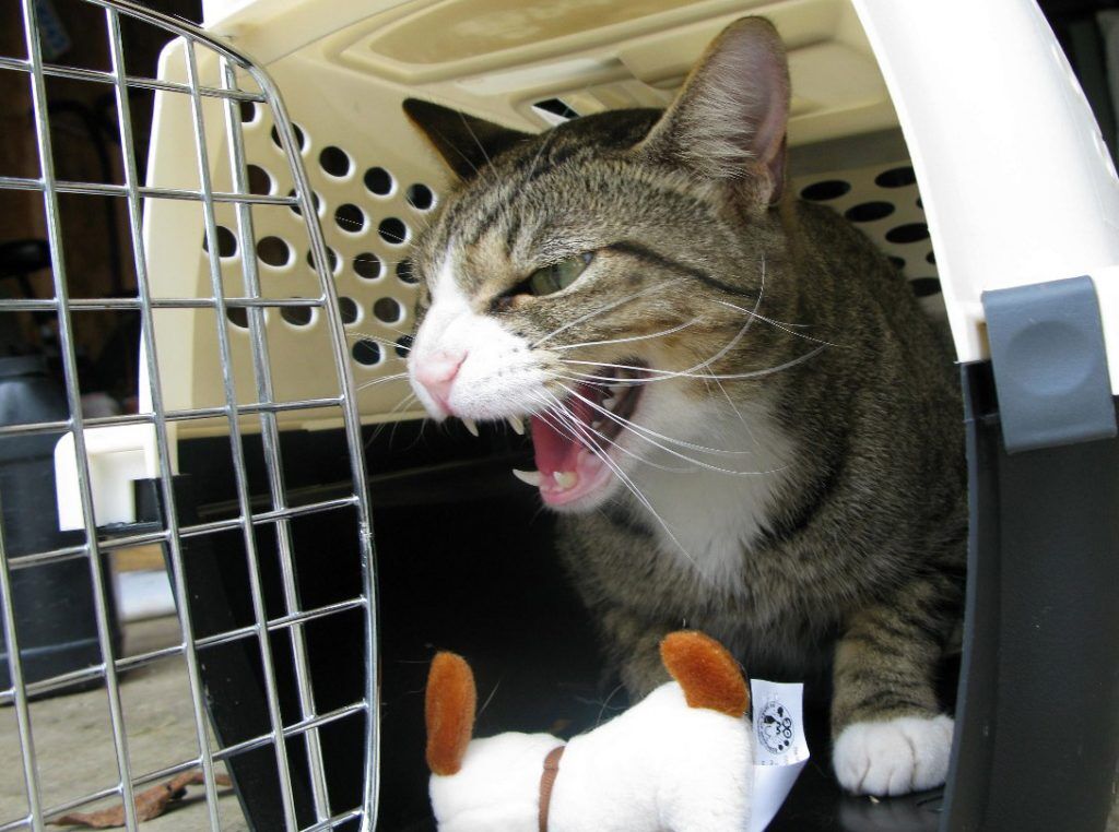 How Much Do Cat Carriers Weigh? A Complete Guide