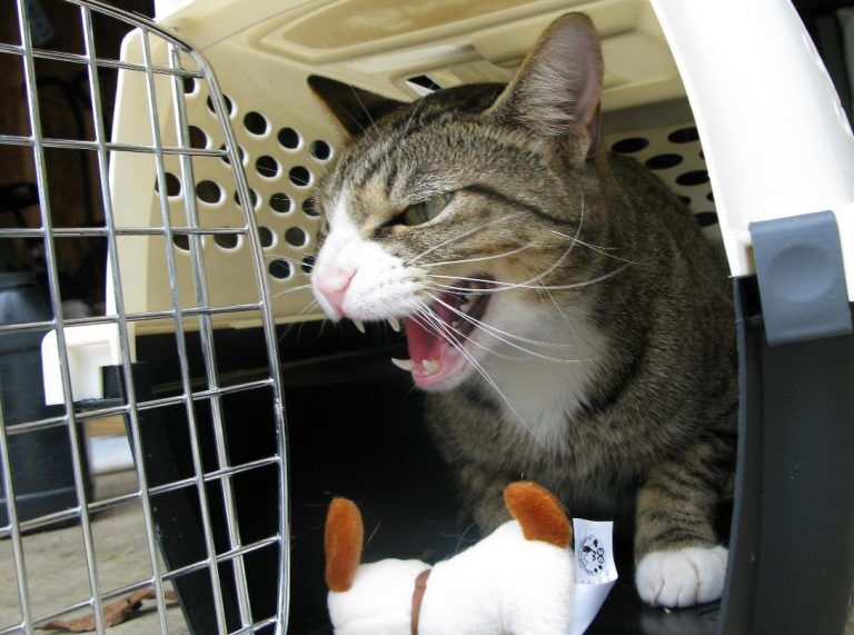 How Much Do Cat Carriers Weigh? A Complete Guide