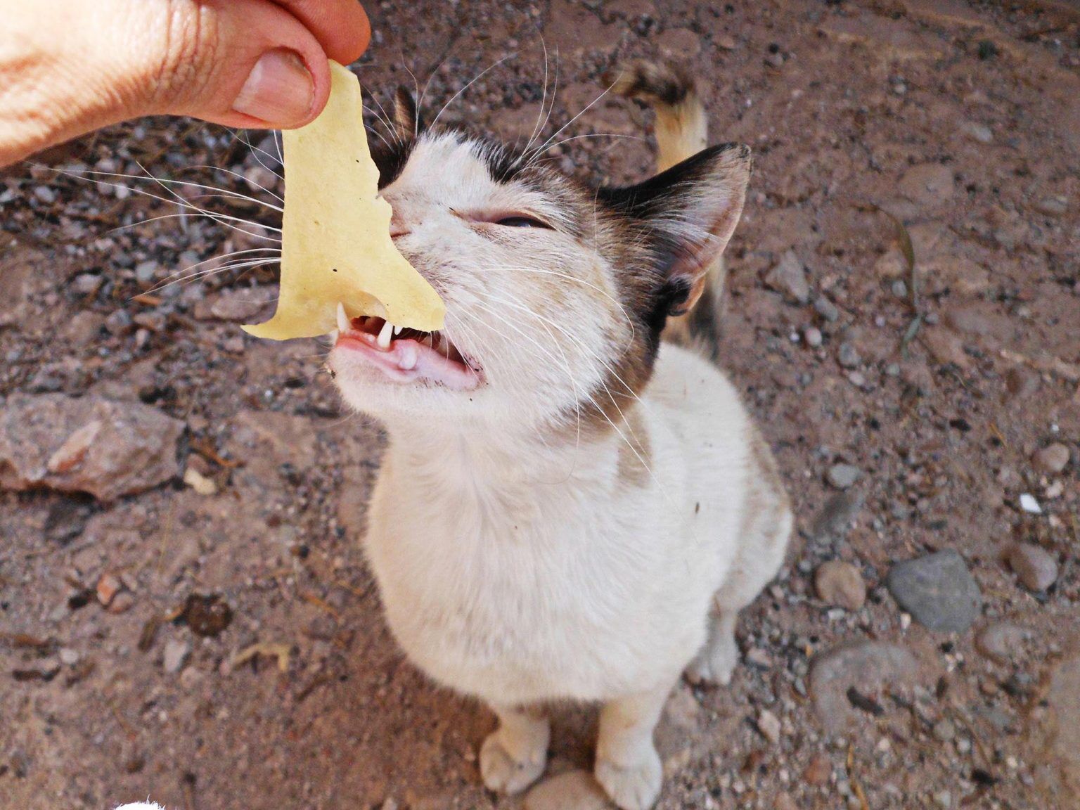 Can Cat's Eat Cheese? All Of The Facts Uncovered