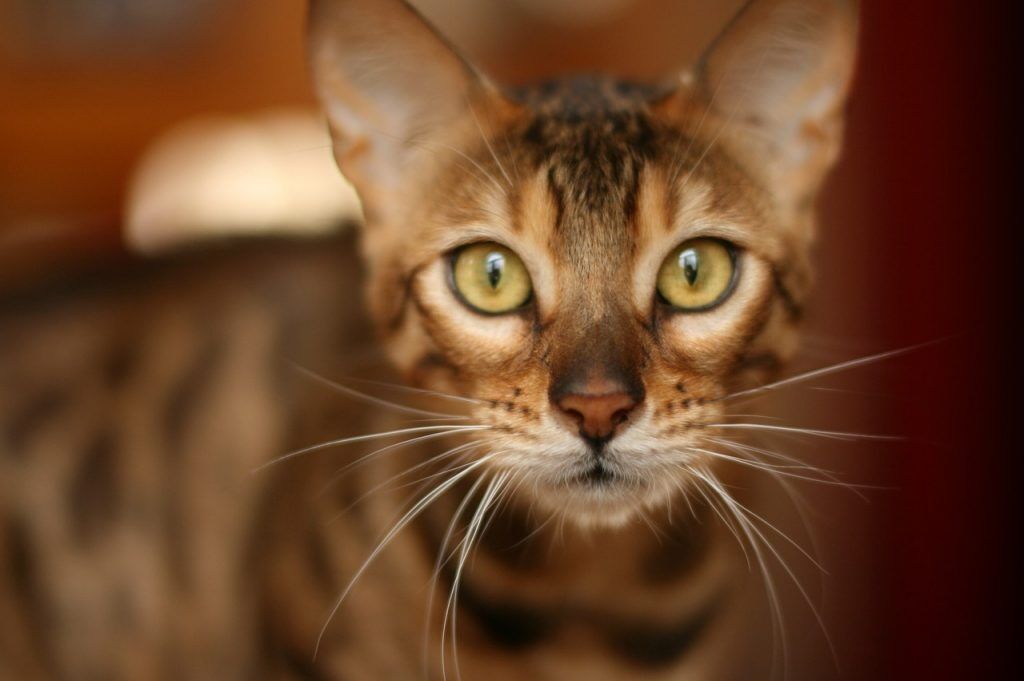 How To Train a Bengal Cat To Use The Toilet Tips, Tricks & Tools