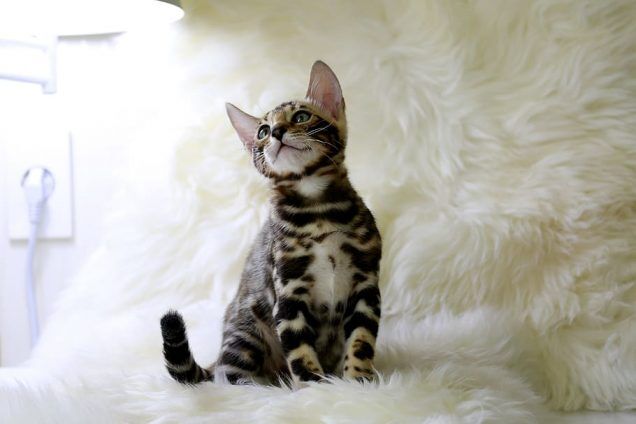 Do Bengal Cat's Calm Down? | Tips & Tricks You Need To Know