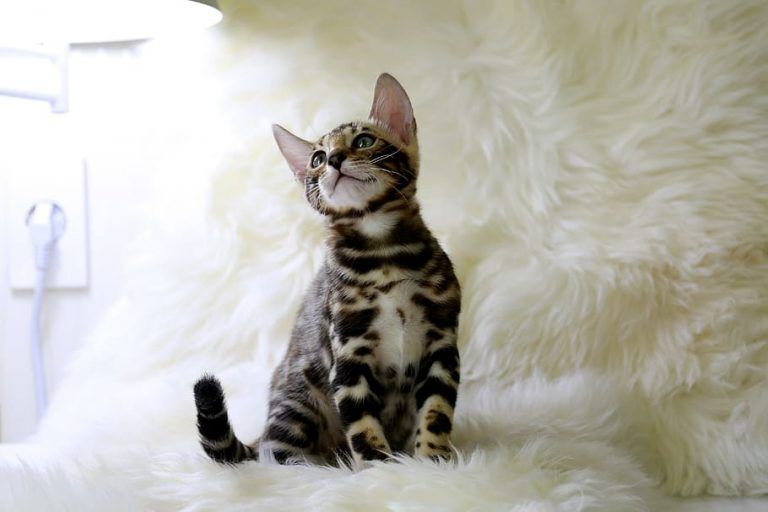 Do Bengal Cat's Calm Down? Tips & Tricks You Need To Know