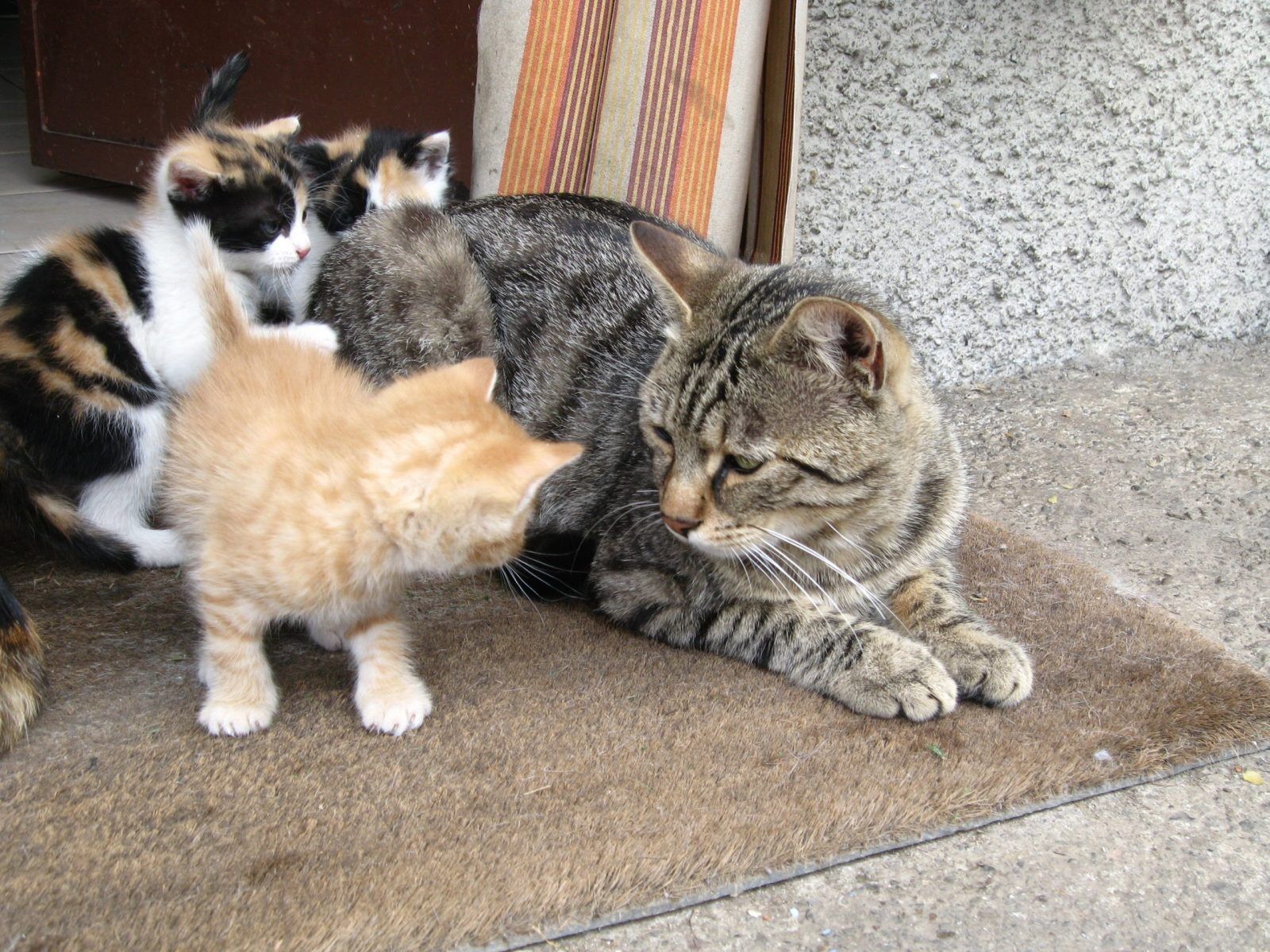 How To Introduce a Kitten To An Older Cat | Complete Guide - Introducing Kitten To Older Cat With Different Breeds