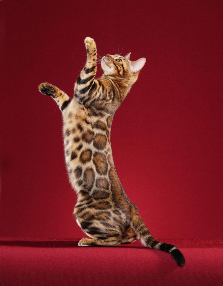 Best Games For Bengal Cats To Keep Them Entertained
