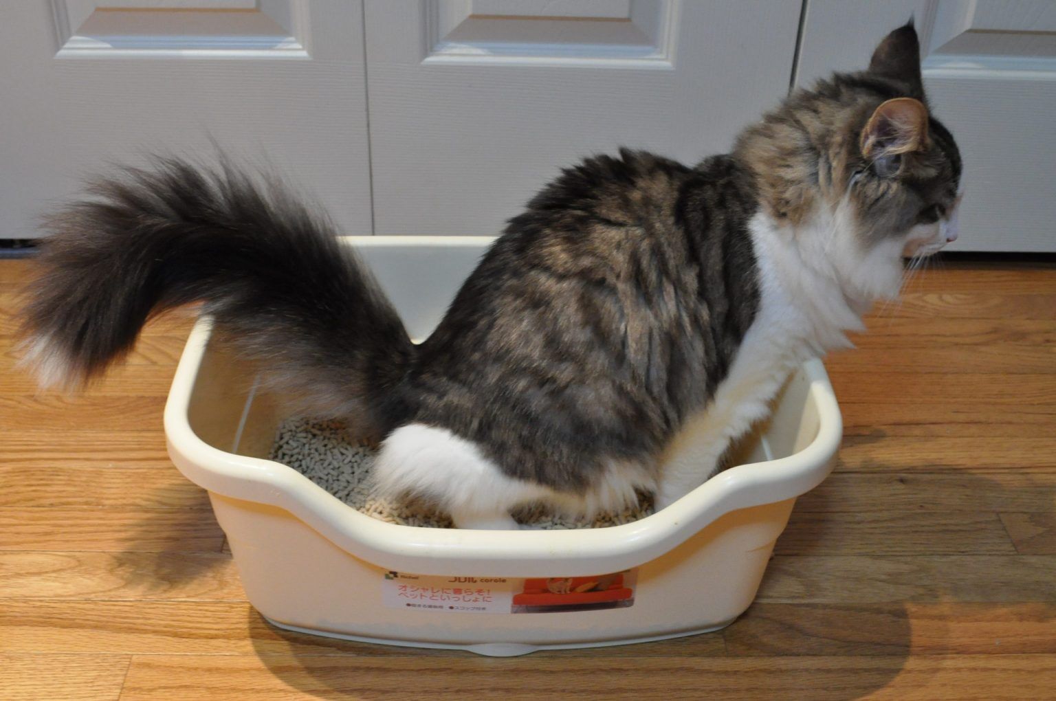 How To Train a Cat To Use a Litter Box Complete Guide