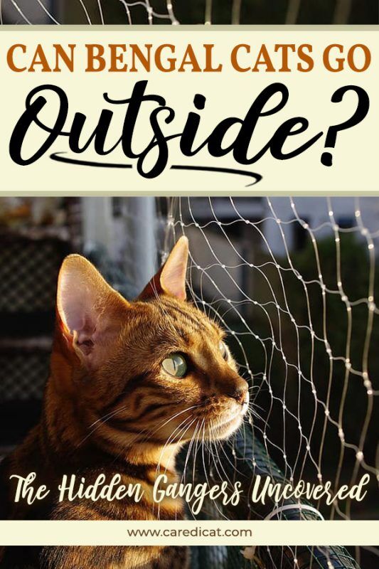 Can Bengal Cats Go Outside? Is It Safe and What Are The Dangers?