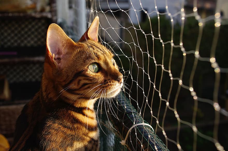 Can Bengal Cats Go Outside? Is It Safe and What Are The Dangers?
