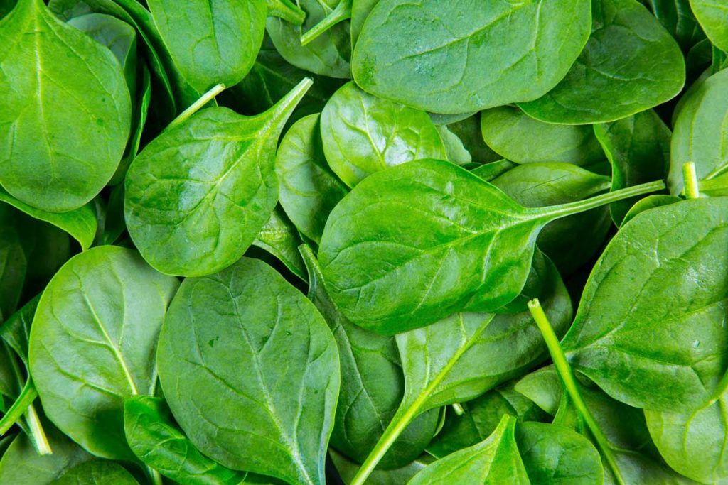 Can Cats Eat Spinach? The Surprising Risks And Benefits