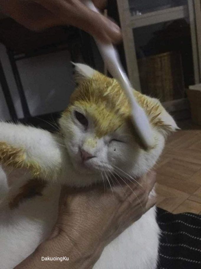 Cat Turns Yellow After Turmeric Treatment For Fungal Infection