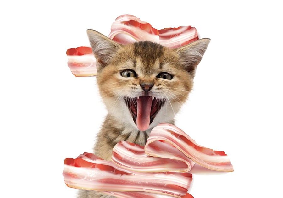 Cat ate 2024 raw bacon