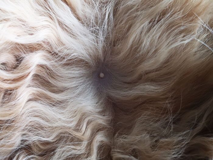 How Many Nipples Do Cats Have? Interesting Cat Nipple Facts