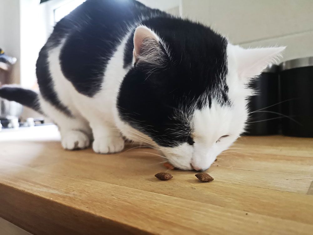How Long Can Cats Go Without Food? Top Tips And Information