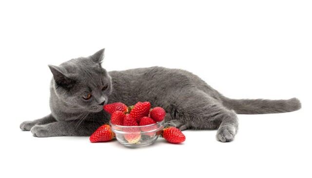 Can Cats Eat Strawberries The Facts And Hidden Dangers