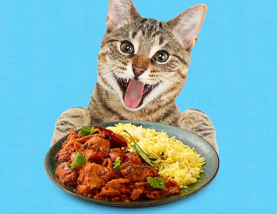 Can Cats Taste Spicy Food? Complete Guide To Cats And Spicy Food