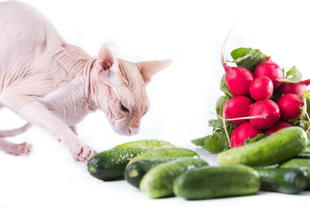 Can Cats Eat Cucumber? Important Tips & Safety Precautions