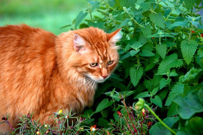 Can Cats Eat Catnip? The Benefits And Dangers Of Catnip Consumption