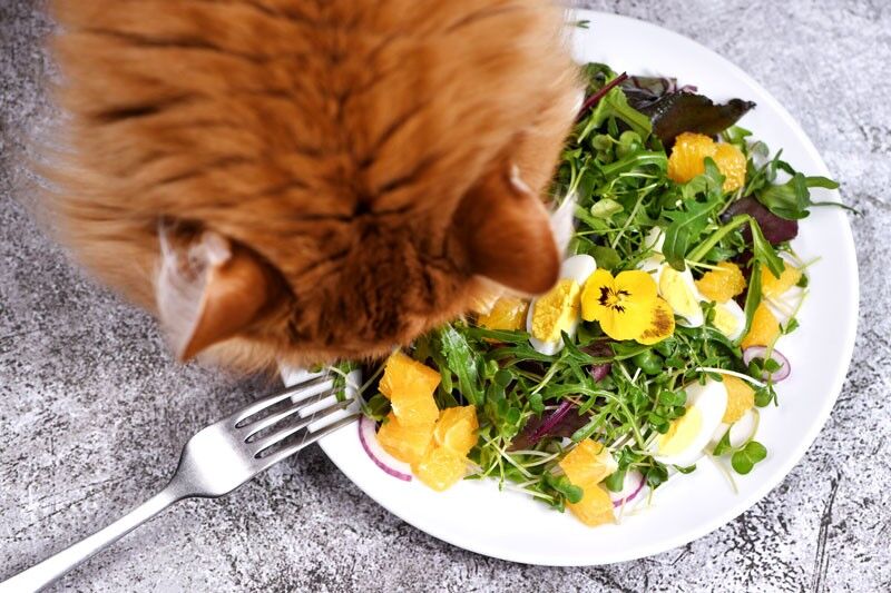 Can kittens 2024 eat lettuce