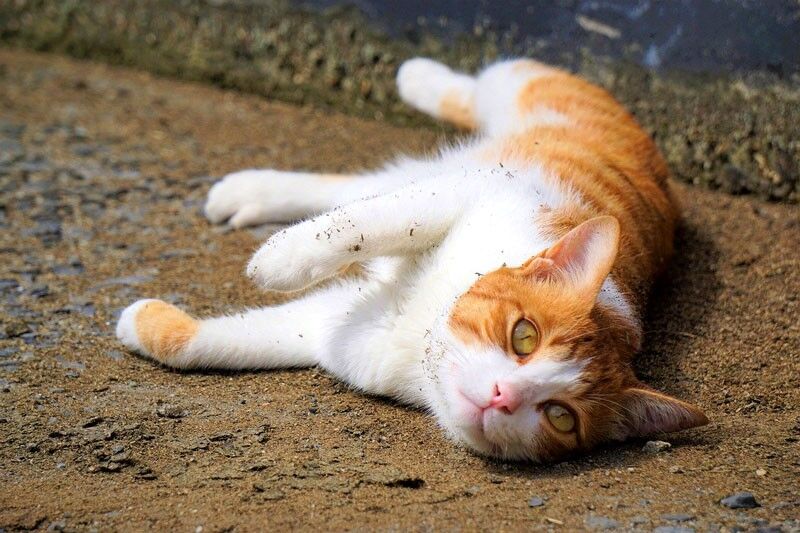 Why Do Cats Roll in Dirt? The Surprising Science Behind Cat Rolling