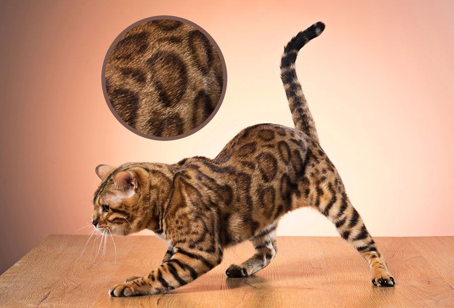 Do Bengal Cats Shed? The Truth About Shedding in Bengals