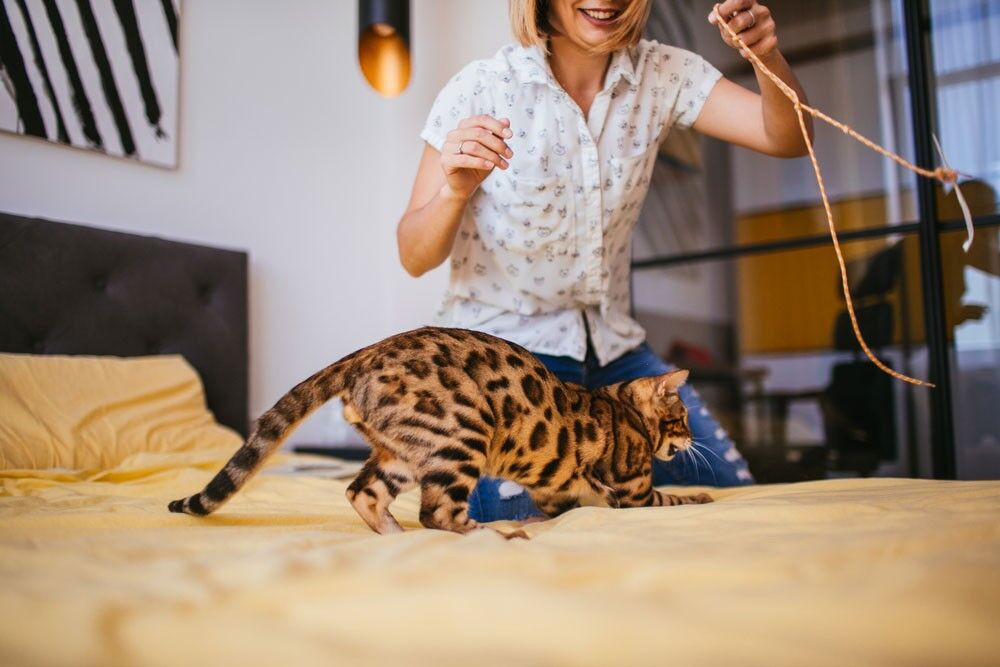 The Ultimate Bengal Cat Price Guide How Much Do Bengal Cats Cost?