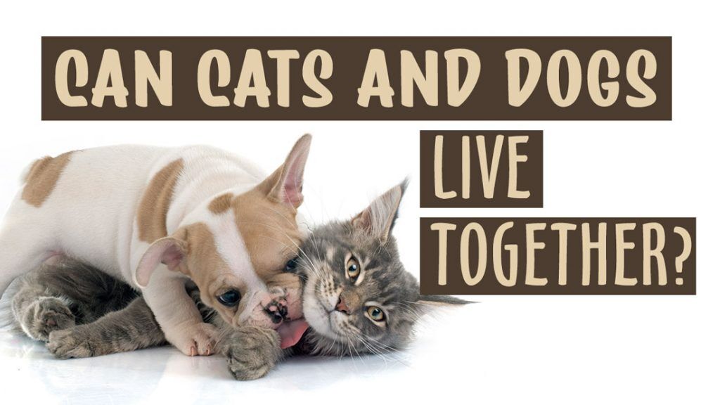 Can Cats and Dogs Live Together? The Pros and Cons