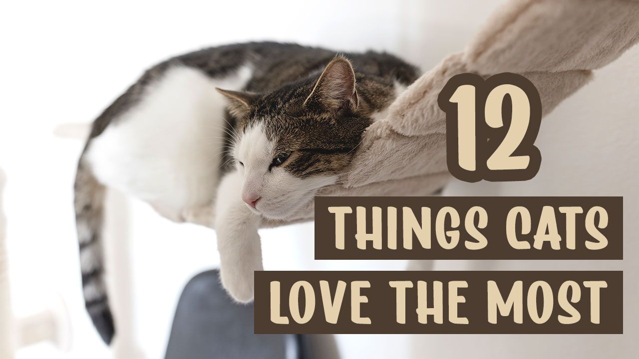 Things Cats Love the Most 1