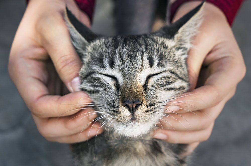 como acariciar um gato 2