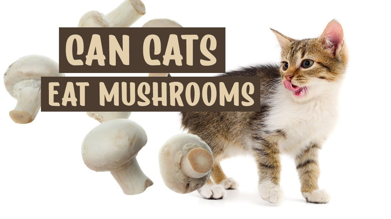 Can Cats Eat Mushrooms Safe Or Toxic For Cats!?