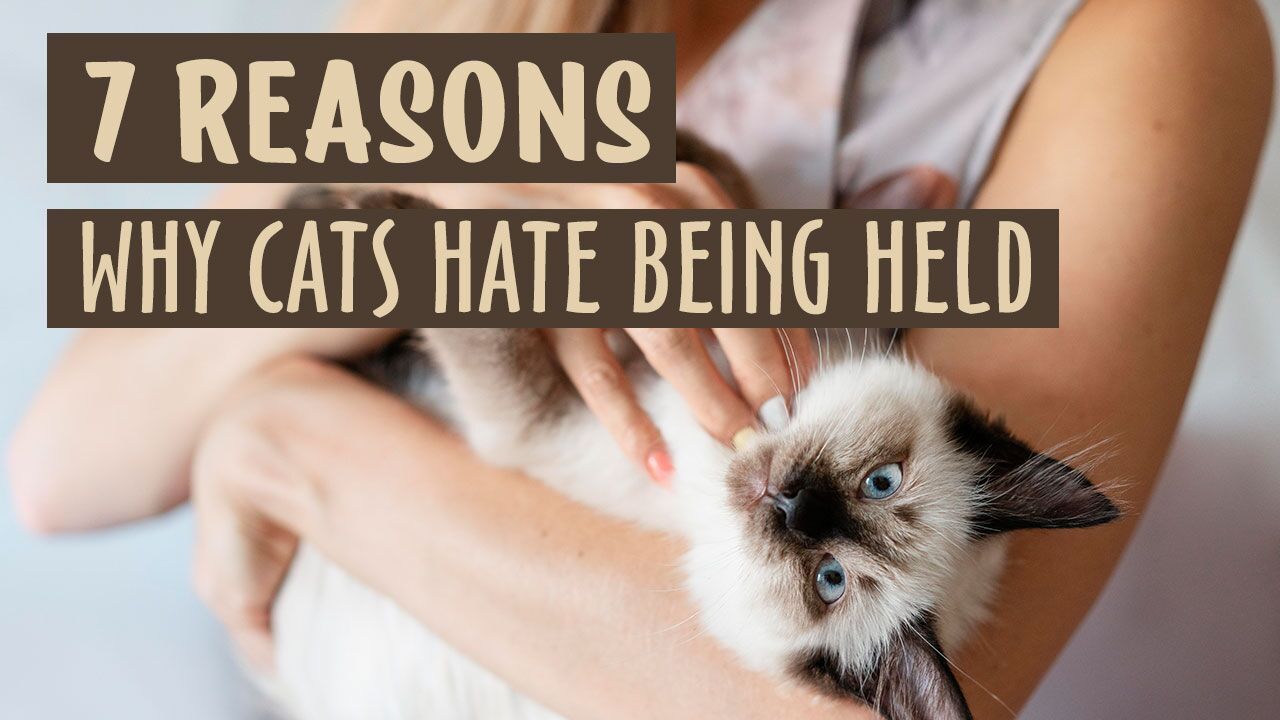 Caredicat Cat care, tips, reviews, & everything cats Our cat blog