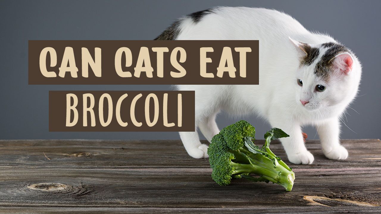 Do cats eat broccoli sale